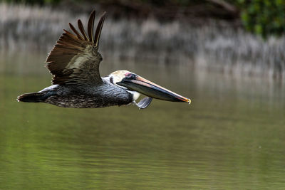 Brown pelican pelecanus occidentalis in a marsh on marco island, florida in winter