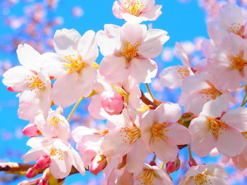 Close-up of pink cherry blossoms
