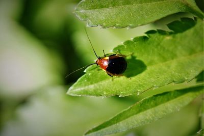 Close-up of insect on leaf