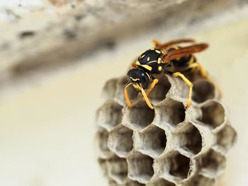 Close-up of insect