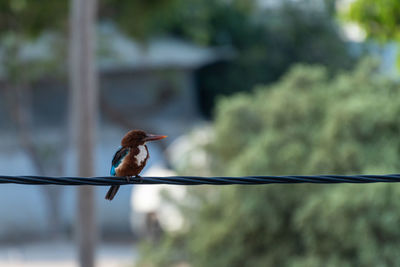 White throated kingfisher is catching the electric line