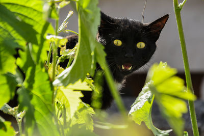 Portrait of a black cat