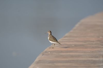 Close-up of bird perching on wall