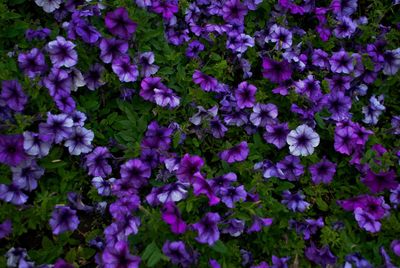 Close-up of purple flowering plants