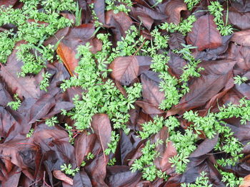 Full frame shot of plants