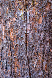 Full frame shot of tree trunk