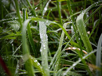 Close-up of wet plants during rainy season