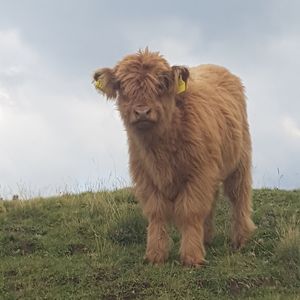 Lion standing in a field