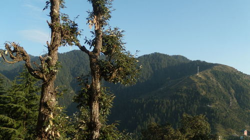 Trees on mountain against clear sky