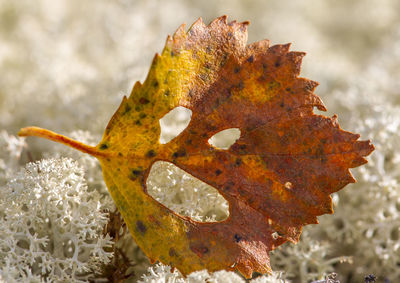 Close-up of dry maple leaf on coral