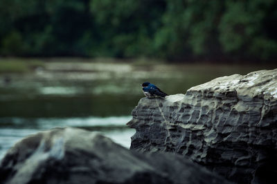 Close-up of bird perching on rock