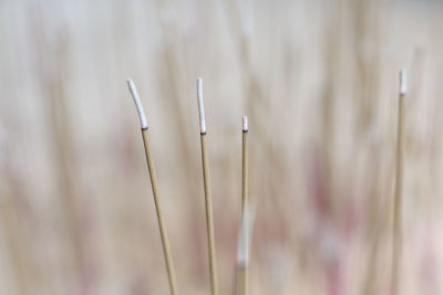 Close-up of incenses