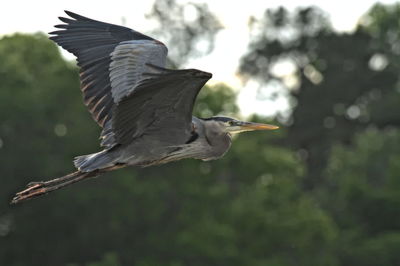 Close-up of a bird flying