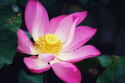 Close-up of pink water lily