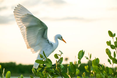 Side view of a bird flying