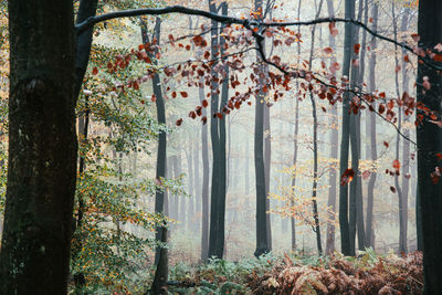 Trees in forest during autumn