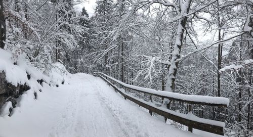 Snow covered land amidst trees