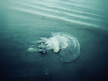 Fish swimming in sea