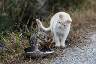 Cat sitting on field