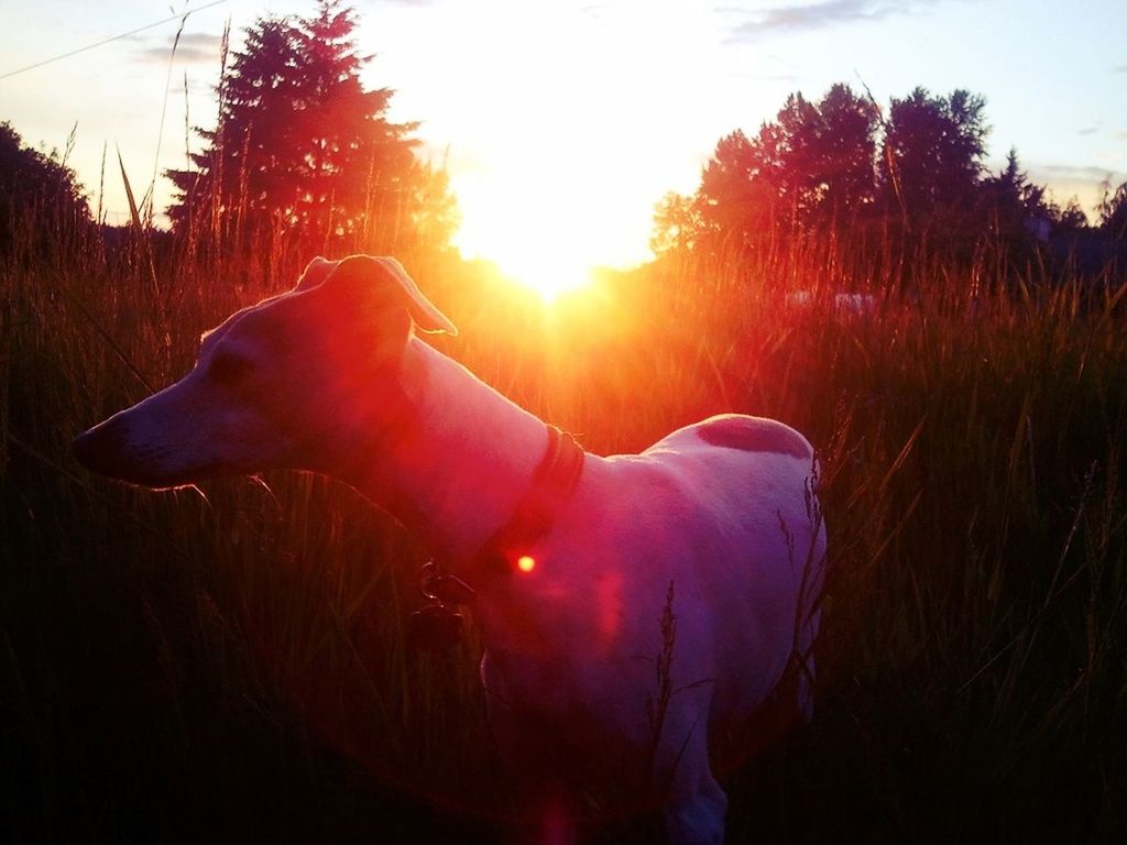 sunlight, sun, sunbeam, lens flare, field, horse, domestic animals, side view, one animal, animal themes, sky, sunset, mammal, nature, tree, outdoors, leisure activity, lifestyles