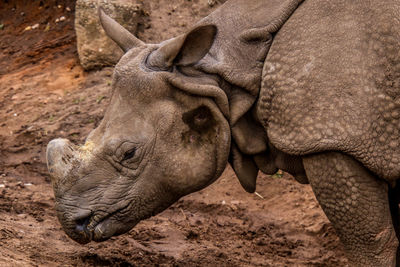 Close-up of elephant