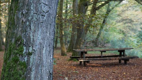 Empty bench in park