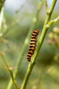 Close-up of insect on plant