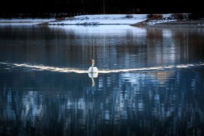 Birds swimming in lake