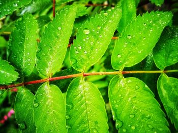 Close-up of wet plant leaves during rainy season