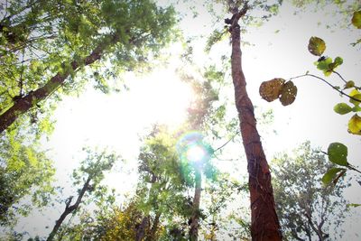 Low angle view of trees against sky