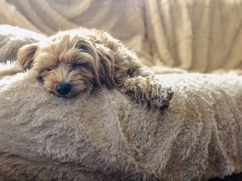 Dog sleeping on bed