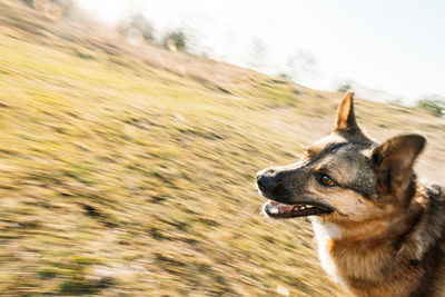 Close-up of dog on field