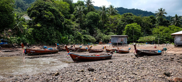 Boats moored on shore against trees