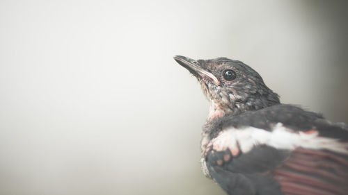 Bird perching on wall