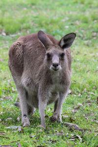 Close up of an eastern grey kangaroo facing camera