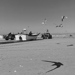 Bird flying over sea