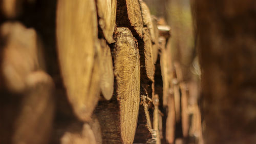 Close-up of logs in forest