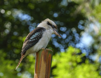 Close-up of bird perching on wooden post