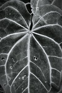 Close-up of insect on leaf