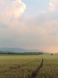 Scenic view of agricultural field against sky during sunset