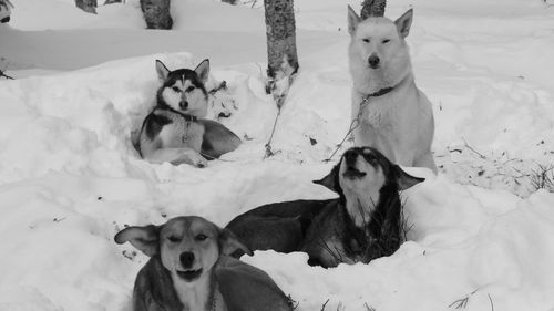 Portrait of four dogs