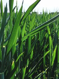 Close-up of fresh green plant with dew drops on grass