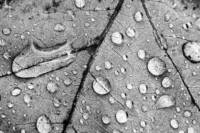 Full frame shot of wet leaves on land