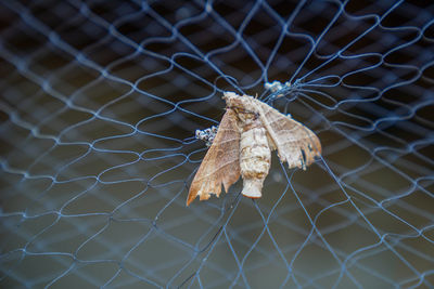 Close-up of dried leaves on metal