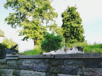 Low angle view of cat lying down against sky