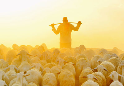 Sheep and shepherd