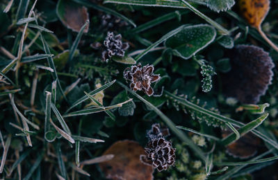 Close-up of frozen plants during winter