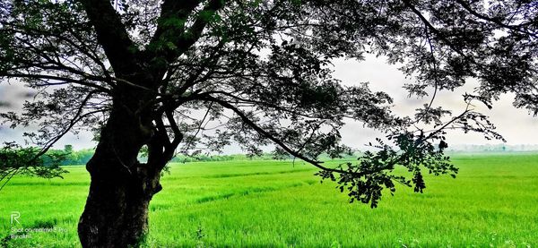 Tree in field