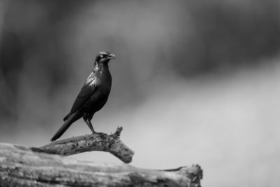 Close-up of bird perching on branch