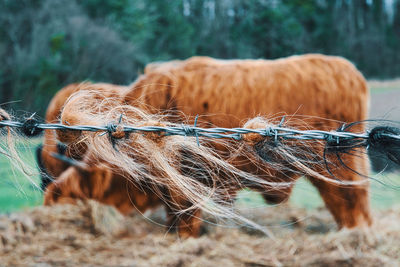 View of a cow on field